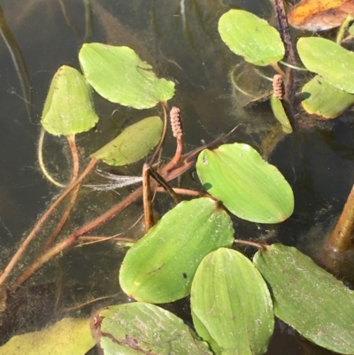 Potamogeton cheesemanii (Pondweed) at Watson Green Space - 18 Feb 2019 by JaneR