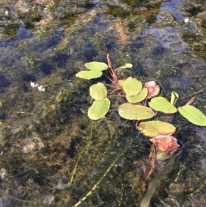 Potamogeton cheesemanii at Watson, ACT - 18 Feb 2019