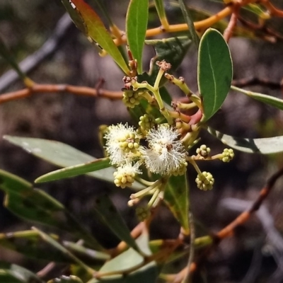 Acacia penninervis var. penninervis (Hickory Wattle) at Torrens, ACT - 13 Feb 2019 by RosemaryRoth