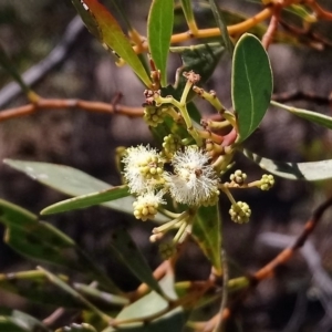 Acacia penninervis var. penninervis at Torrens, ACT - 13 Feb 2019