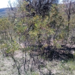 Acacia penninervis var. penninervis at Torrens, ACT - 13 Feb 2019 11:32 AM