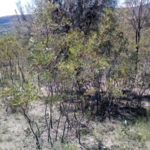 Acacia penninervis var. penninervis at Torrens, ACT - 13 Feb 2019 11:32 AM