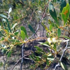 Acacia penninervis var. penninervis at Torrens, ACT - 13 Feb 2019 11:32 AM