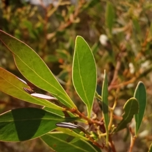 Acacia penninervis var. penninervis at Torrens, ACT - 13 Feb 2019