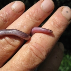 Anilios nigrescens (Blackish Blind Snake) at Colinton, NSW - 20 Dec 2018 by Graham12