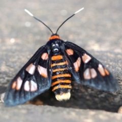 Amata nigriceps (A Handmaiden moth) at Rosedale, NSW - 16 Feb 2019 by jbromilow50