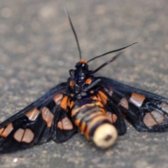 Amata nigriceps at Rosedale, NSW - 17 Feb 2019 12:00 AM