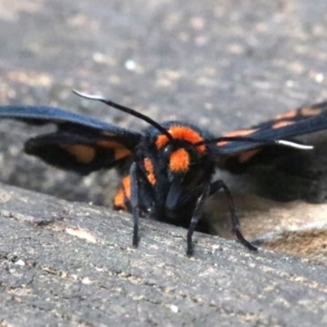 Amata nigriceps at Rosedale, NSW - 17 Feb 2019