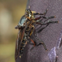 Blepharotes splendidissimus (Giant Blue Robber Fly) at Tidbinbilla Nature Reserve - 18 Feb 2019 by TimL