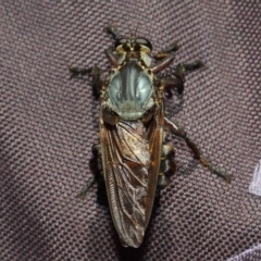 Blepharotes splendidissimus at Paddys River, ACT - 18 Feb 2019 12:04 PM