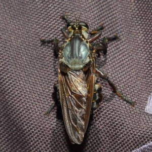 Blepharotes splendidissimus at Paddys River, ACT - 18 Feb 2019