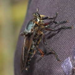 Blepharotes splendidissimus at Paddys River, ACT - 18 Feb 2019 12:04 PM