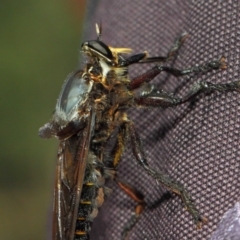 Blepharotes splendidissimus at Paddys River, ACT - 18 Feb 2019 12:04 PM