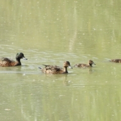 Anas castanea (Chestnut Teal) at Fyshwick, ACT - 15 Feb 2019 by Christine