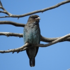 Eurystomus orientalis (Dollarbird) at Jerrabomberra Wetlands - 14 Feb 2019 by Christine