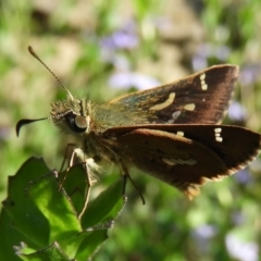 Dispar compacta (Barred Skipper) at ANBG - 17 Feb 2019 by Christine