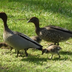 Chenonetta jubata (Australian Wood Duck) at ANBG - 17 Feb 2019 by Christine