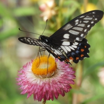 Papilio anactus (Dainty Swallowtail) at ANBG - 17 Feb 2019 by Christine