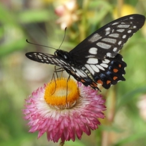Papilio anactus at Acton, ACT - 18 Feb 2019