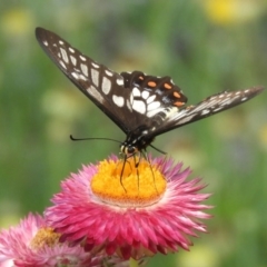 Papilio anactus at Acton, ACT - 18 Feb 2019 10:07 AM