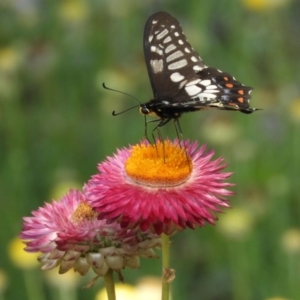 Papilio anactus at Acton, ACT - 18 Feb 2019