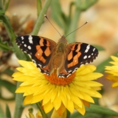 Vanessa kershawi (Australian Painted Lady) at Acton, ACT - 17 Feb 2019 by Christine