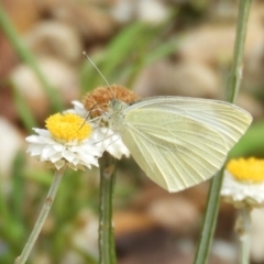 Pieris rapae (Cabbage White) at Acton, ACT - 18 Feb 2019 by Christine