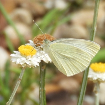 Pieris rapae (Cabbage White) at ANBG - 17 Feb 2019 by Christine