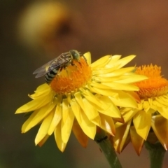 Bembix sp. (genus) (Unidentified Bembix sand wasp) at Acton, ACT - 18 Feb 2019 by Christine