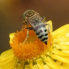 Bembix sp. (genus) at Acton, ACT - 18 Feb 2019 10:39 AM