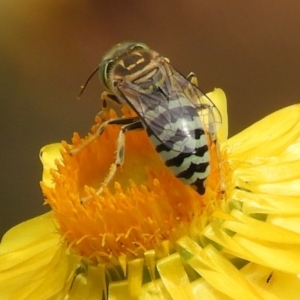 Bembix sp. (genus) at Acton, ACT - 18 Feb 2019