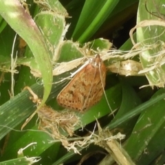 Achyra affinitalis (Cotton Web Spinner) at Acton, ACT - 17 Feb 2019 by Christine