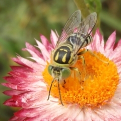 Bembix sp. (genus) at Acton, ACT - 18 Feb 2019