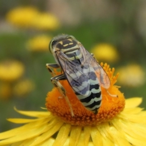 Bembix sp. (genus) at Acton, ACT - 18 Feb 2019 10:45 AM