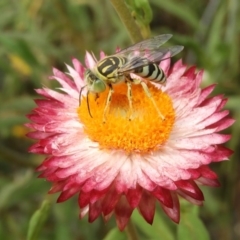 Bembix sp. (genus) at Acton, ACT - 18 Feb 2019 10:45 AM