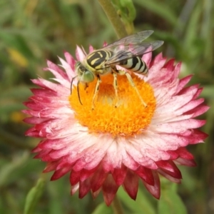 Bembix sp. (genus) at Acton, ACT - 18 Feb 2019