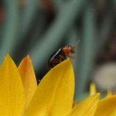 Alticini (tribe) (Unidentified flea beetle) at Acton, ACT - 17 Feb 2019 by Christine