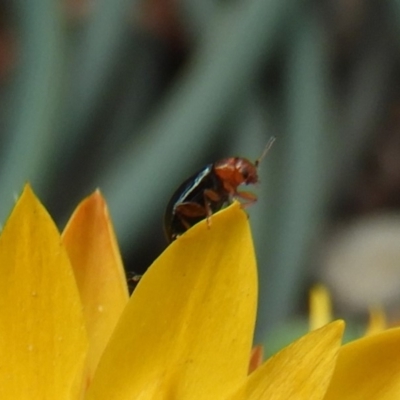 Alticini (tribe) (Unidentified flea beetle) at Acton, ACT - 17 Feb 2019 by Christine