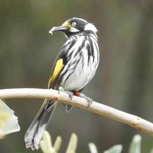 Phylidonyris novaehollandiae at Acton, ACT - 18 Feb 2019 10:50 AM