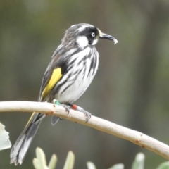 Phylidonyris novaehollandiae at Acton, ACT - 18 Feb 2019 10:50 AM