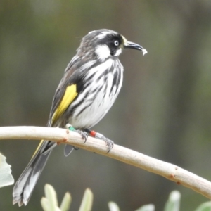 Phylidonyris novaehollandiae at Acton, ACT - 18 Feb 2019