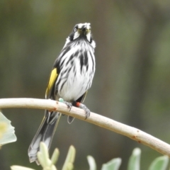 Phylidonyris novaehollandiae at Acton, ACT - 18 Feb 2019 10:50 AM