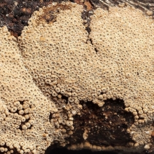 Merismodes anomala at Acton, ACT - 1 Feb 2019