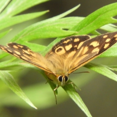 Heteronympha paradelpha (Spotted Brown) at Acton, ACT - 18 Feb 2019 by Christine