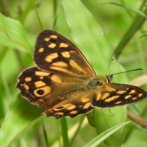 Heteronympha paradelpha at Acton, ACT - 18 Feb 2019 11:12 AM