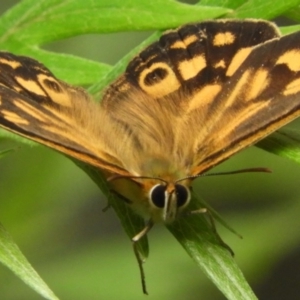 Heteronympha paradelpha at Acton, ACT - 18 Feb 2019