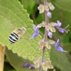 Amegilla (Zonamegilla) asserta (Blue Banded Bee) at ANBG - 18 Feb 2019 by Christine