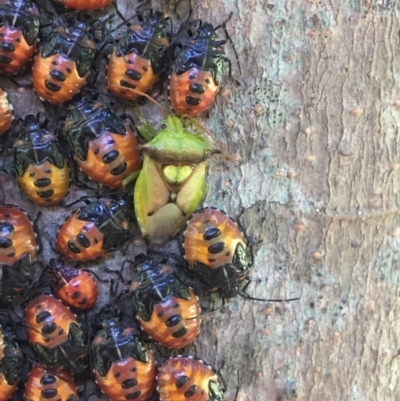 Cermatulus nasalis (Predatory shield bug, Glossy shield bug) at Broughton, NSW - 22 Jan 2019 by Phillolyn