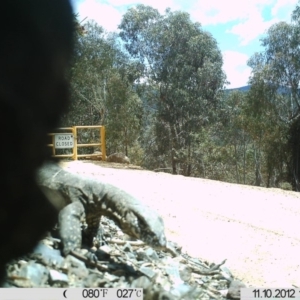 Varanus rosenbergi at Cotter River, ACT - suppressed