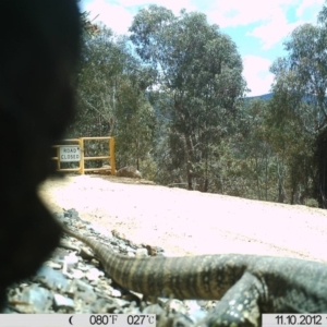 Varanus rosenbergi at Cotter River, ACT - suppressed